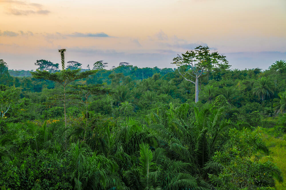 Šuma u Liberiji (ilustracija), Foto: Shutterstock