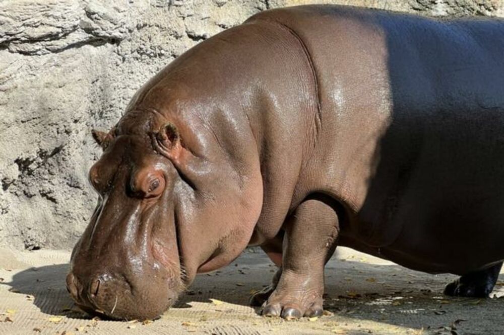 Nije on, nego ona, Foto: OSAKA TENNOJI ZOO