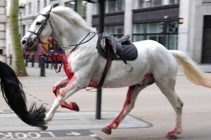 Frenzied horses raced through central London, injuring several people