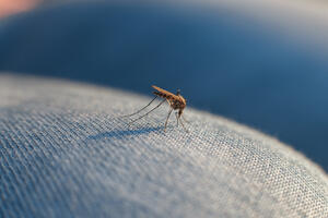 They are brought by mosquitoes: Dangerous diseases and climate change