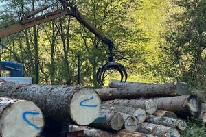 Management: Logs permanently confiscated in Jelovica, with the help of...