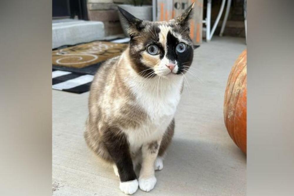 Galenino zdravlje je dobro, iako je provela nekoliko dana u zatvorenoj kutiji, u kojoj su bile i radne cipele, Foto: FACEBOOK/CARRIE CLARK