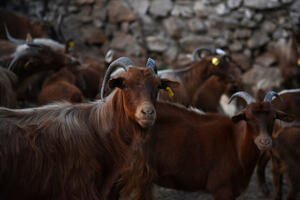 Popis poljoprivrede biće održan na jesen
