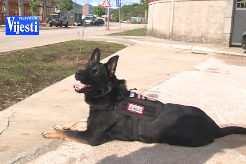 Pan - pas tragač, Foto: Printscreen/YouTube/TV Vijesti