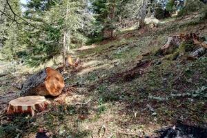 NPCG: Felling in NP Durmitor was done according to the forest management plan in...