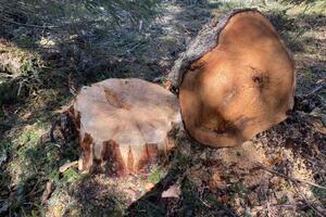 Lazarevic: More than 50 healthy, hundred-year-old trees were cut down in the NP...