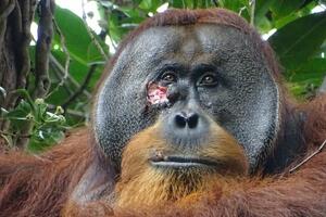 Divlji orangutan viđen kako leči ranu lekovitim biljem