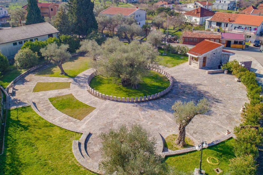 Stara maslina u Baru, Foto: Opština Bar