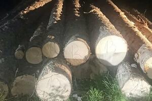 Uprava: Otkriven lager od 20 komada bespravno posječenih smrčevih...