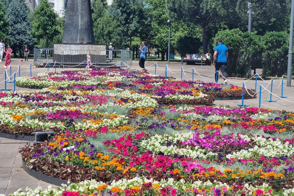 Cvjetni tepih, Foto: Nikola Saveljić