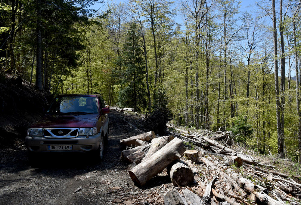 <p>Jedan od ključnih neprijatelja su potkornjaci, mali insekti koji se hrane drvećem. Sa Bjelega se jasno vidi da decenijski problem ilegalne sječe nije prisutan u tom kraju</p>