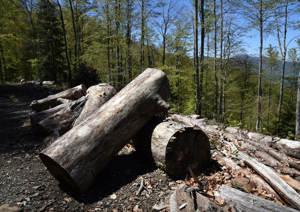 <p>Jedan od ključnih neprijatelja su potkornjaci, mali insekti koji se hrane drvećem. Sa Bjelega se jasno vidi da decenijski problem ilegalne sječe nije prisutan u tom kraju</p>