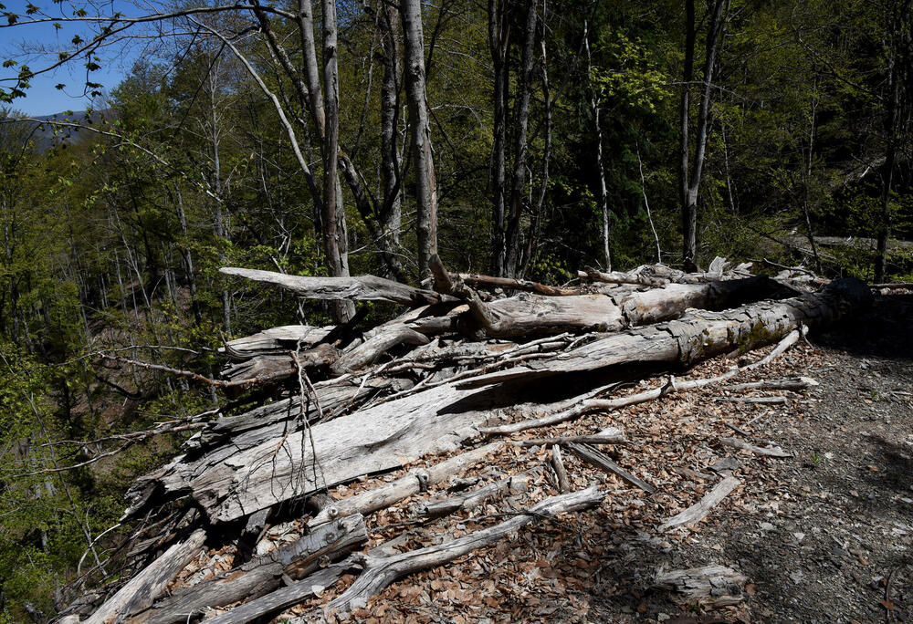 <p>Jedan od ključnih neprijatelja su potkornjaci, mali insekti koji se hrane drvećem. Sa Bjelega se jasno vidi da decenijski problem ilegalne sječe nije prisutan u tom kraju</p>
