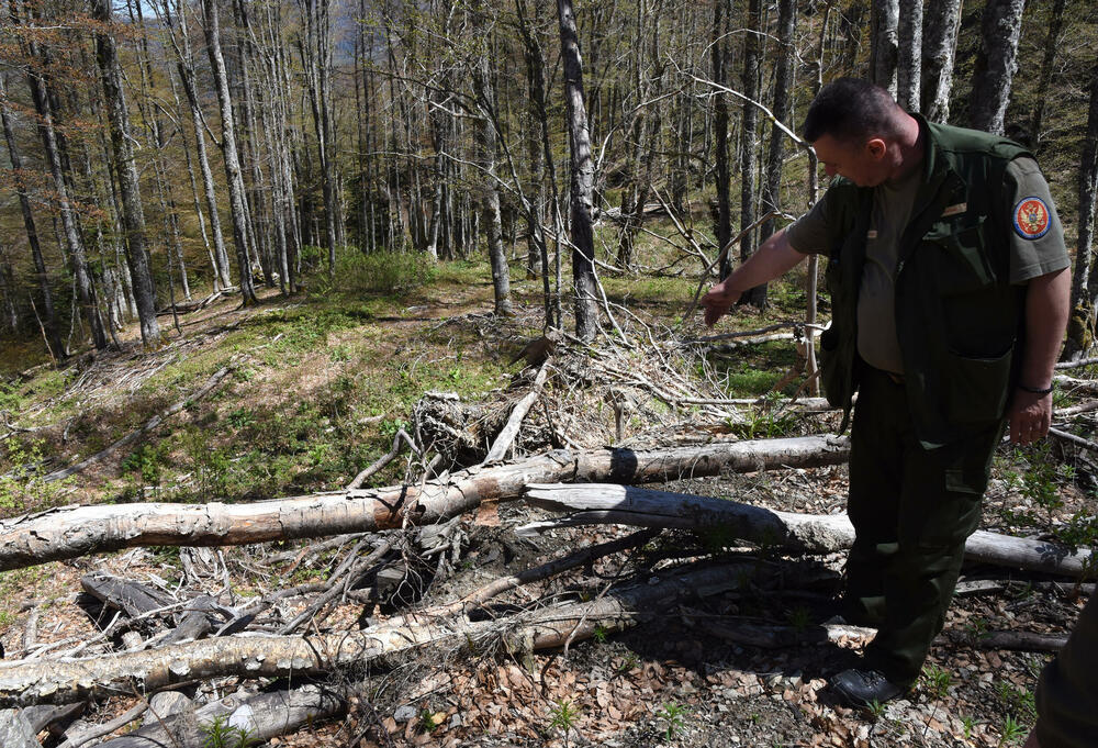<p>Jedan od ključnih neprijatelja su potkornjaci, mali insekti koji se hrane drvećem. Sa Bjelega se jasno vidi da decenijski problem ilegalne sječe nije prisutan u tom kraju</p>