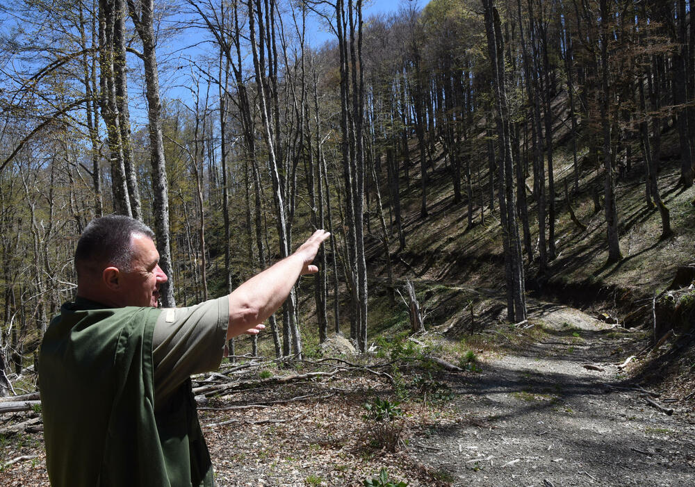 <p>Jedan od ključnih neprijatelja su potkornjaci, mali insekti koji se hrane drvećem. Sa Bjelega se jasno vidi da decenijski problem ilegalne sječe nije prisutan u tom kraju</p>