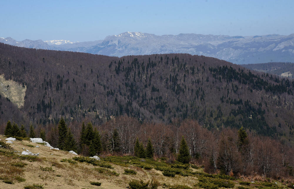 <p>Jedan od ključnih neprijatelja su potkornjaci, mali insekti koji se hrane drvećem. Sa Bjelega se jasno vidi da decenijski problem ilegalne sječe nije prisutan u tom kraju</p>