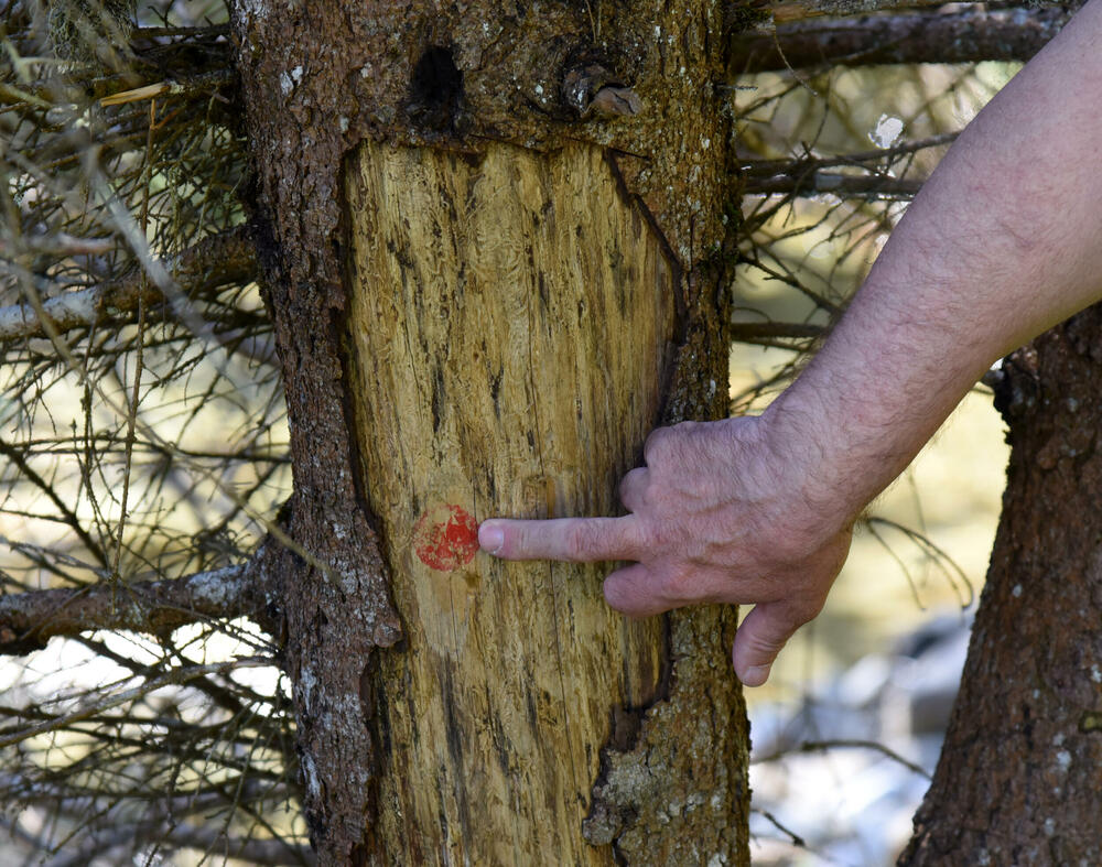 <p>Jedan od ključnih neprijatelja su potkornjaci, mali insekti koji se hrane drvećem. Sa Bjelega se jasno vidi da decenijski problem ilegalne sječe nije prisutan u tom kraju</p>
