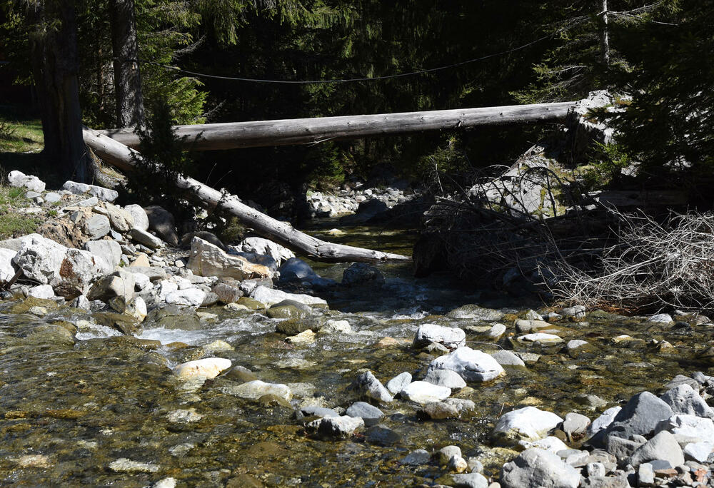 <p>Jedan od ključnih neprijatelja su potkornjaci, mali insekti koji se hrane drvećem. Sa Bjelega se jasno vidi da decenijski problem ilegalne sječe nije prisutan u tom kraju</p>