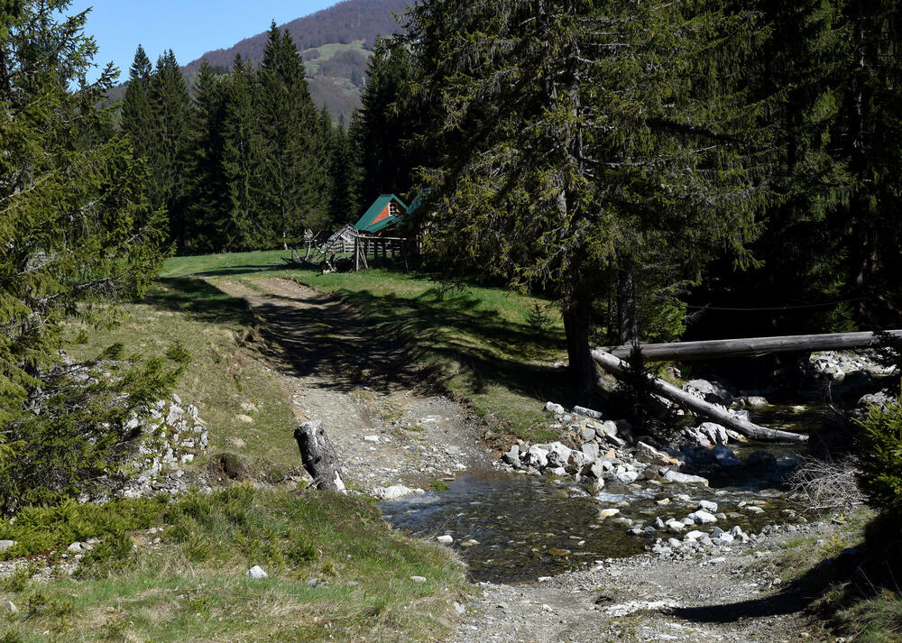 <p>Jedan od ključnih neprijatelja su potkornjaci, mali insekti koji se hrane drvećem. Sa Bjelega se jasno vidi da decenijski problem ilegalne sječe nije prisutan u tom kraju</p>