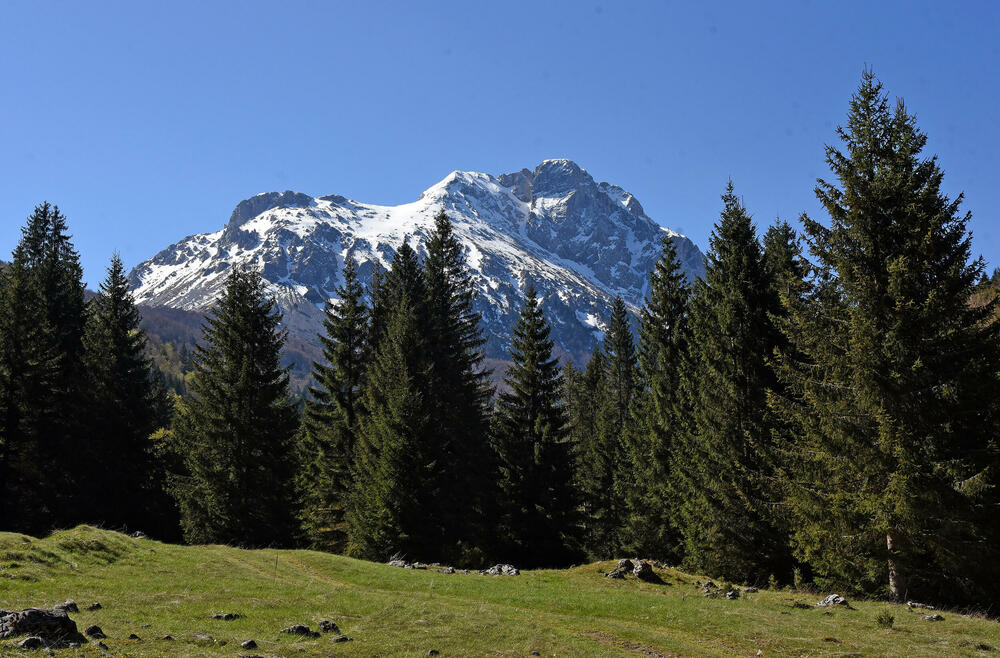 <p>Jedan od ključnih neprijatelja su potkornjaci, mali insekti koji se hrane drvećem. Sa Bjelega se jasno vidi da decenijski problem ilegalne sječe nije prisutan u tom kraju</p>