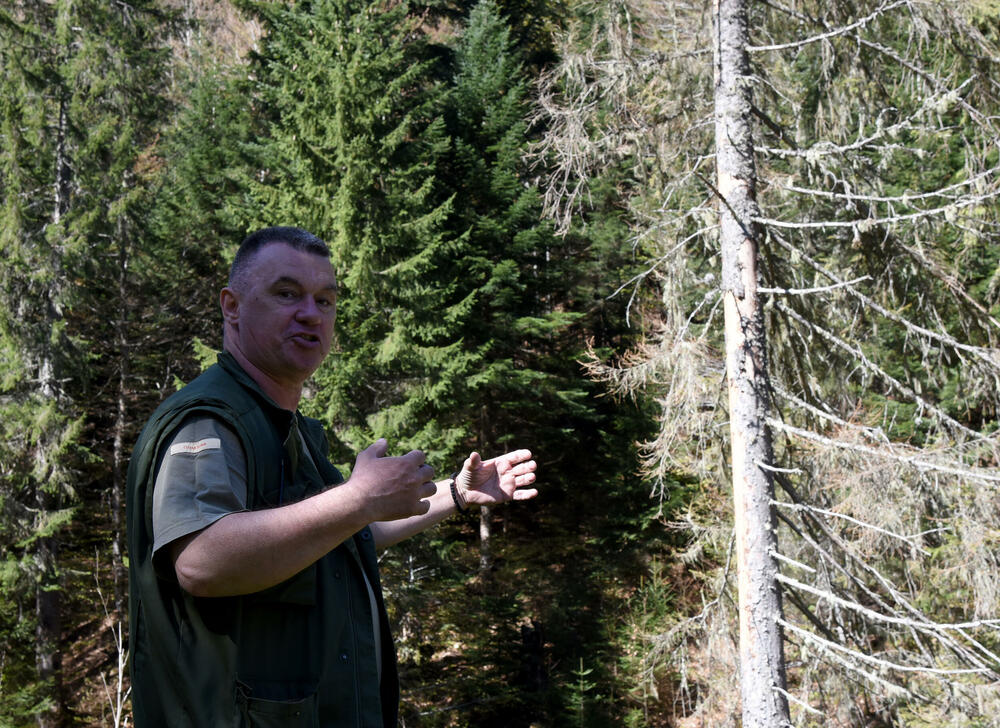 <p>Jedan od ključnih neprijatelja su potkornjaci, mali insekti koji se hrane drvećem. Sa Bjelega se jasno vidi da decenijski problem ilegalne sječe nije prisutan u tom kraju</p>