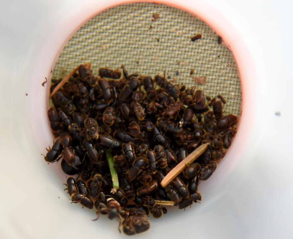 Potkornjaci u jednoj od klopki