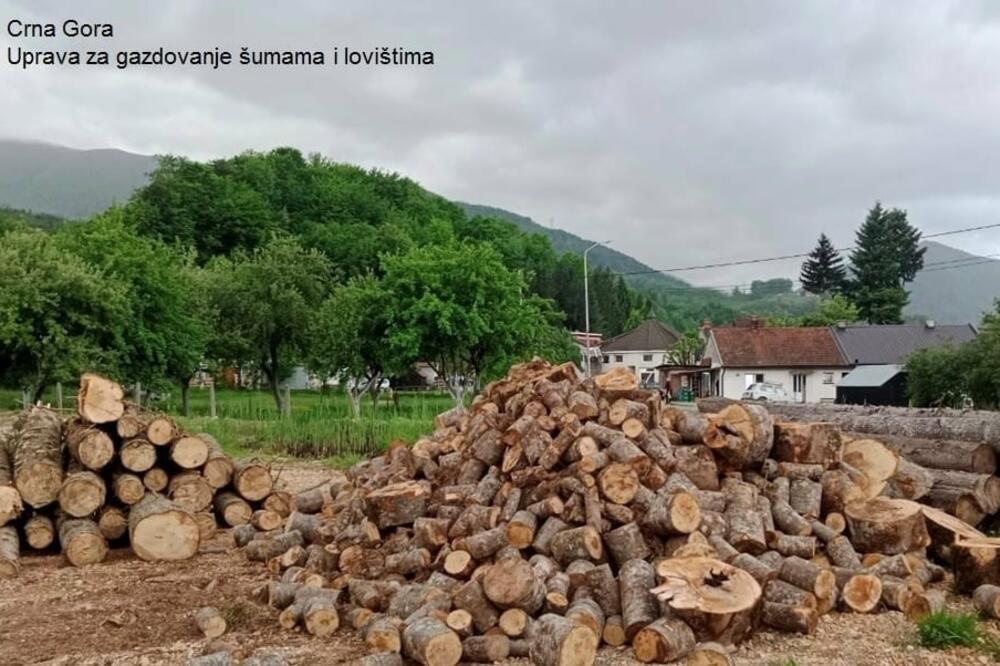 Foto: Uprava za gazdovanje šumama i lovištima Crne Gore