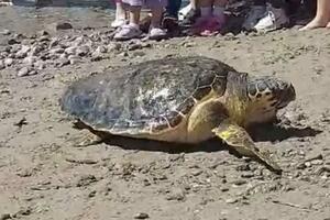 Uspješno se oporavila morska kornjača Glorija koja je prije sedam...