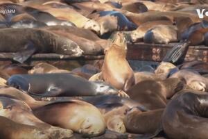 VIDEO Specijalno pristanište u San Francisku: Više od 1.000...