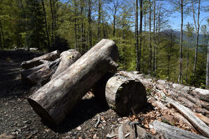Nova državna firma trebalo bi da preuzme gazdovanje šumama: Ulažu...