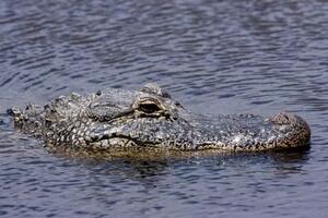 Amerika: Ostaci ženskog tijela pronađeni u čeljustima aligatora
