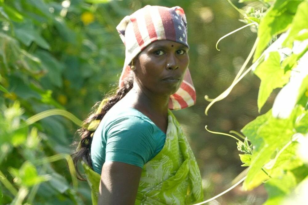 Beračica krastavaca Sumati je izgubila bebu u 12. nedjelji trudnoće, Foto: BBC
