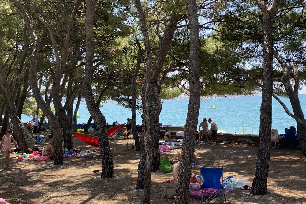 Mnogi biraju borove, Foto: Marija Pešić