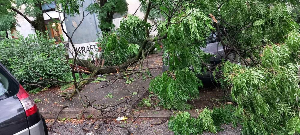 Oboreno drveće u ulici Meše Selimovića
