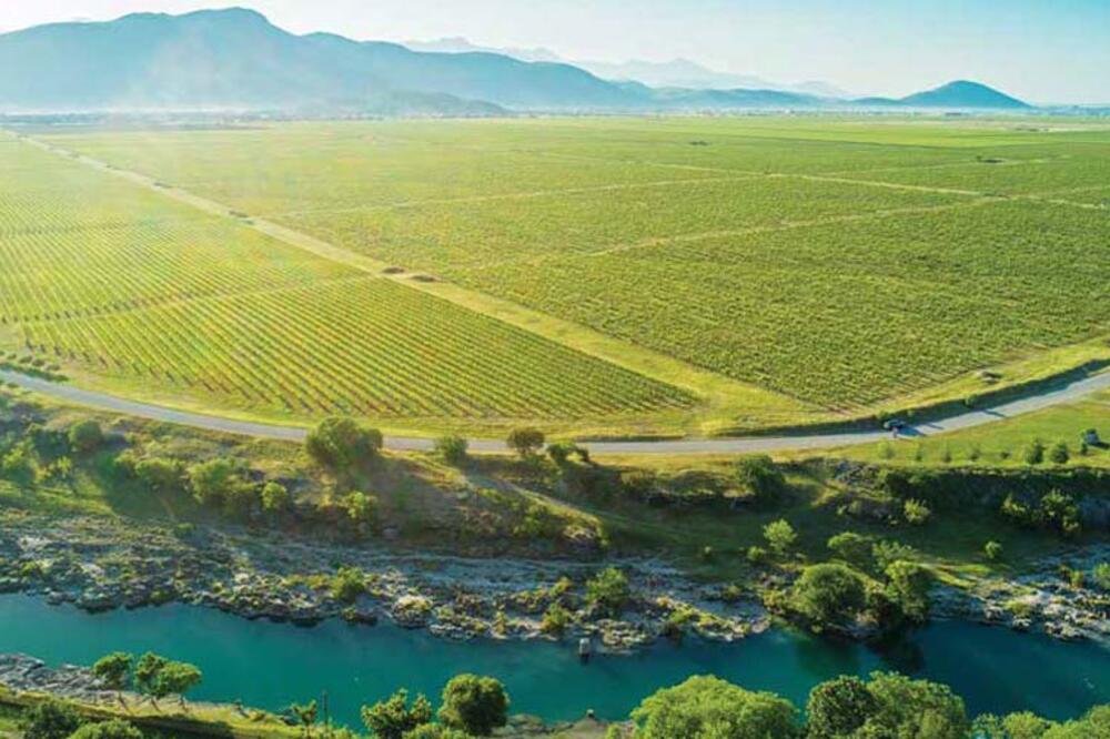 Plantaže (Ilustracija), Foto: Plantaže