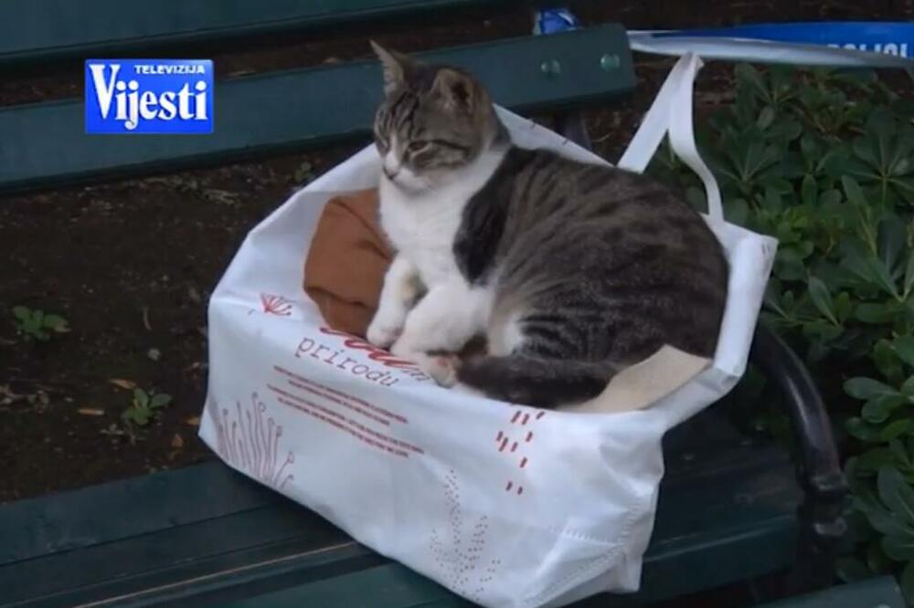 Jedna od kotorskih mačaka, Foto: Screenshot/TV Vijesti
