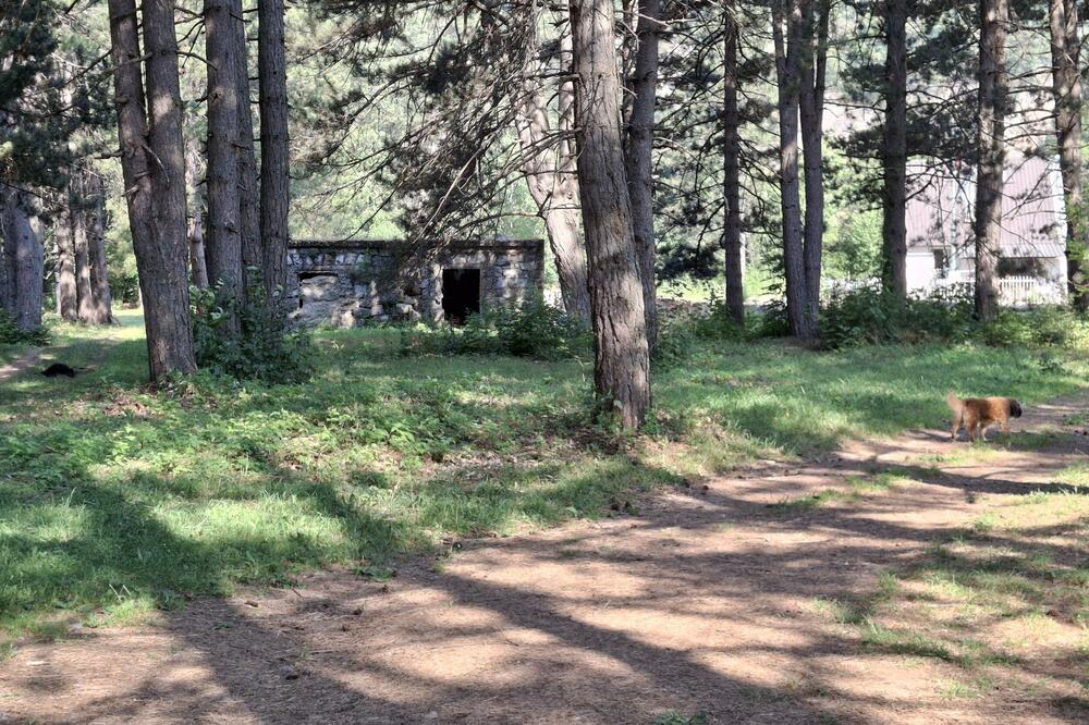 Drveće prije više od pola vijeka sadili đaci i građani, Foto: Dragana Šćepanović