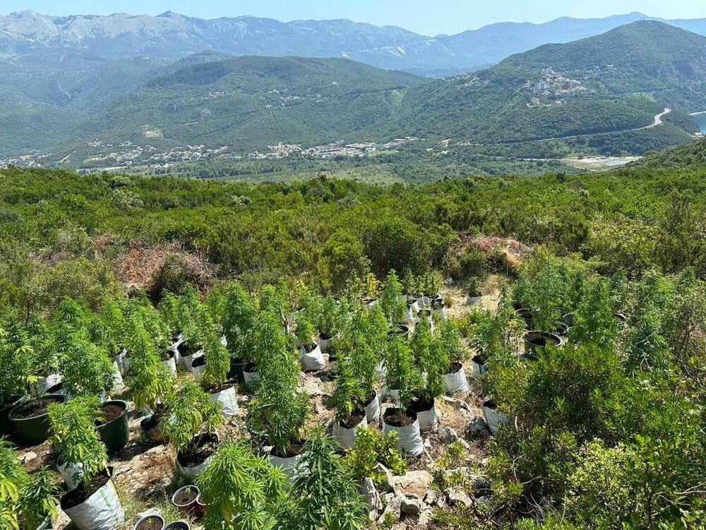 plantaža marihuane Budva