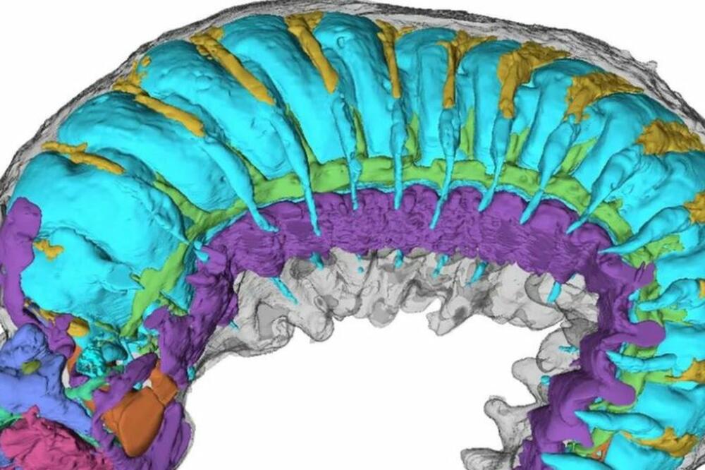 Naučnici su predstavili unutrašnjost larve koristeći različite boje, Foto: Emma J Long