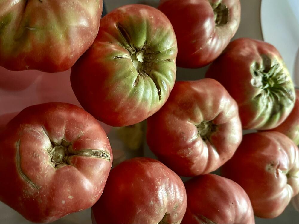 Paradajz u septembru