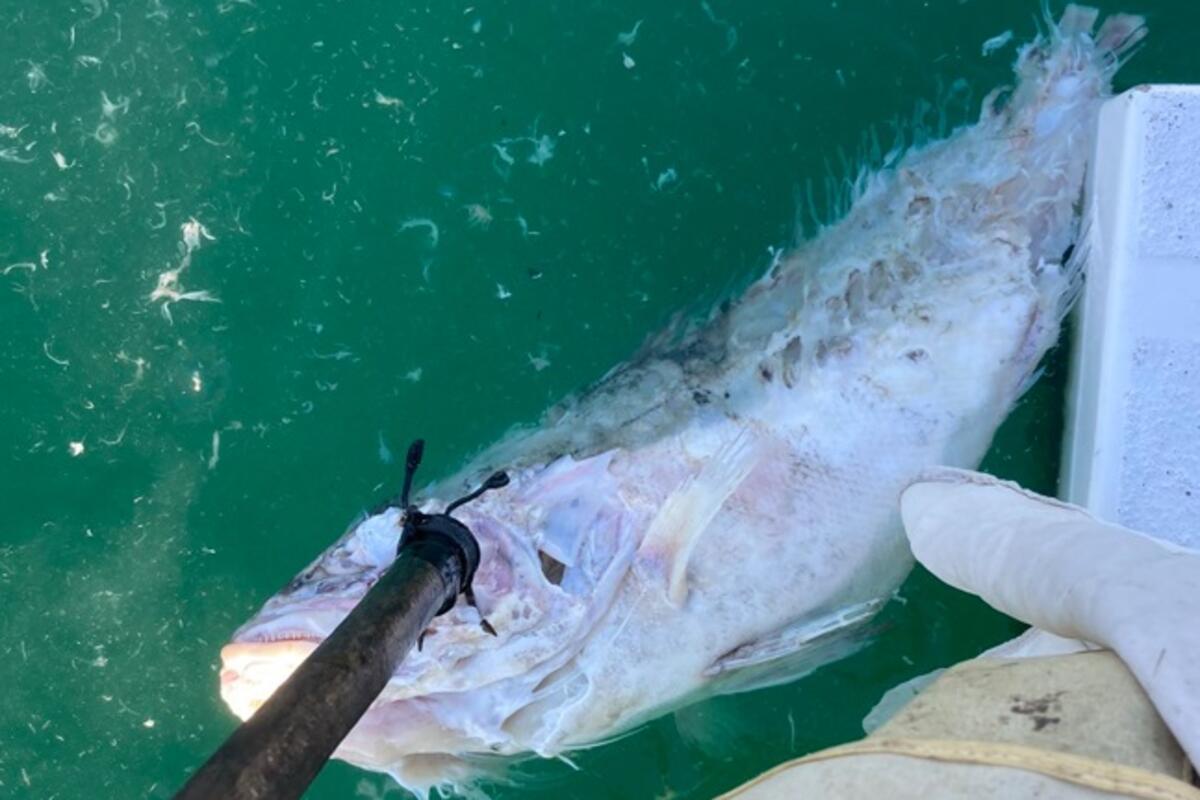 Illness of individuals of two high-quality fish species in Boka: VER ...