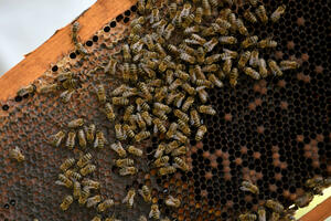 Objavljeni pozivi za podršku pčelarima