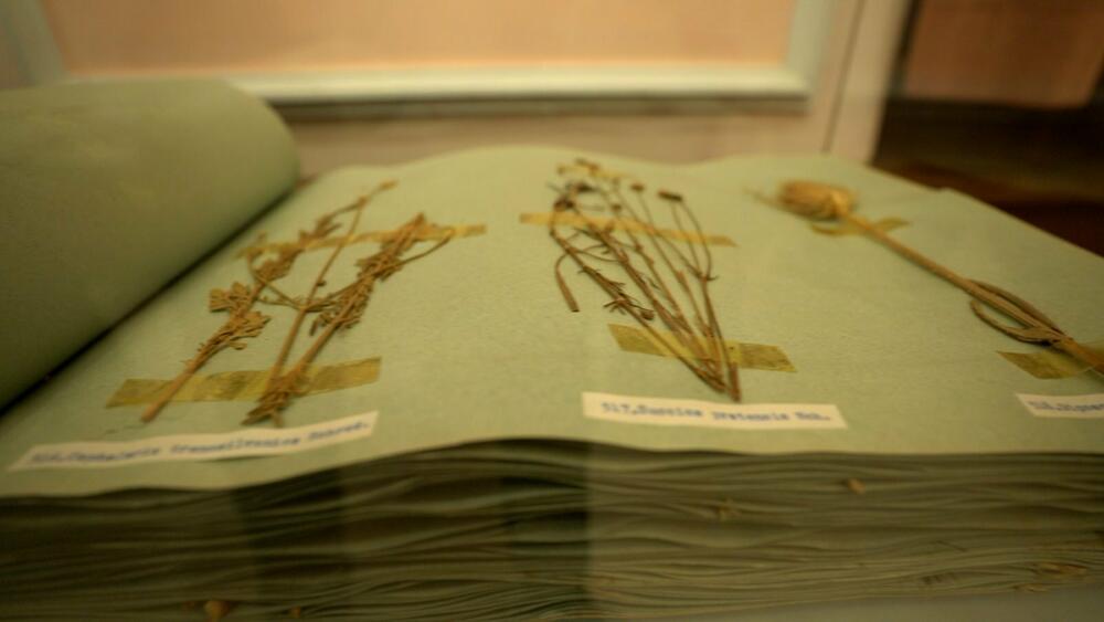 Botanički vremeplov kroz Bjelopavliće