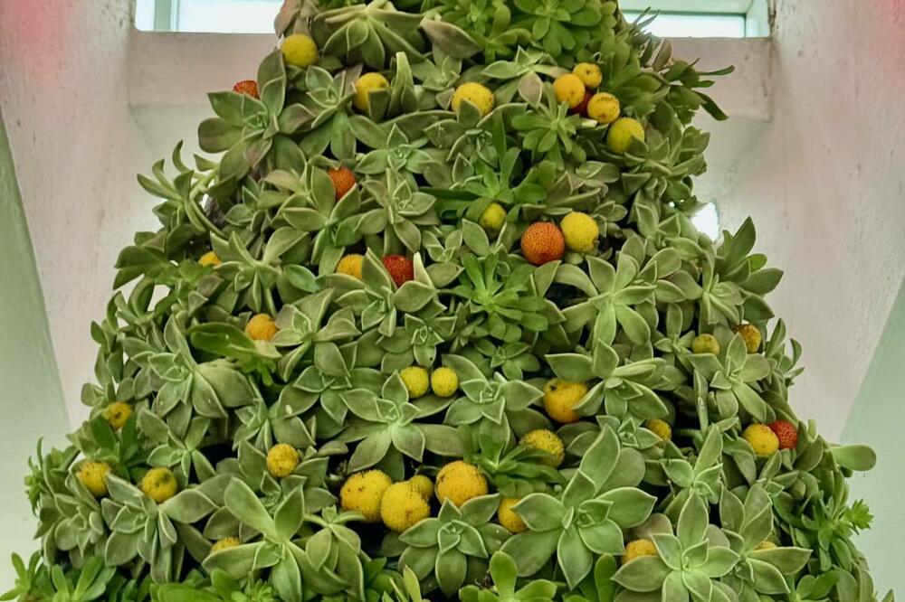 Unikatna praznična jelka, Foto: Marija Pešić