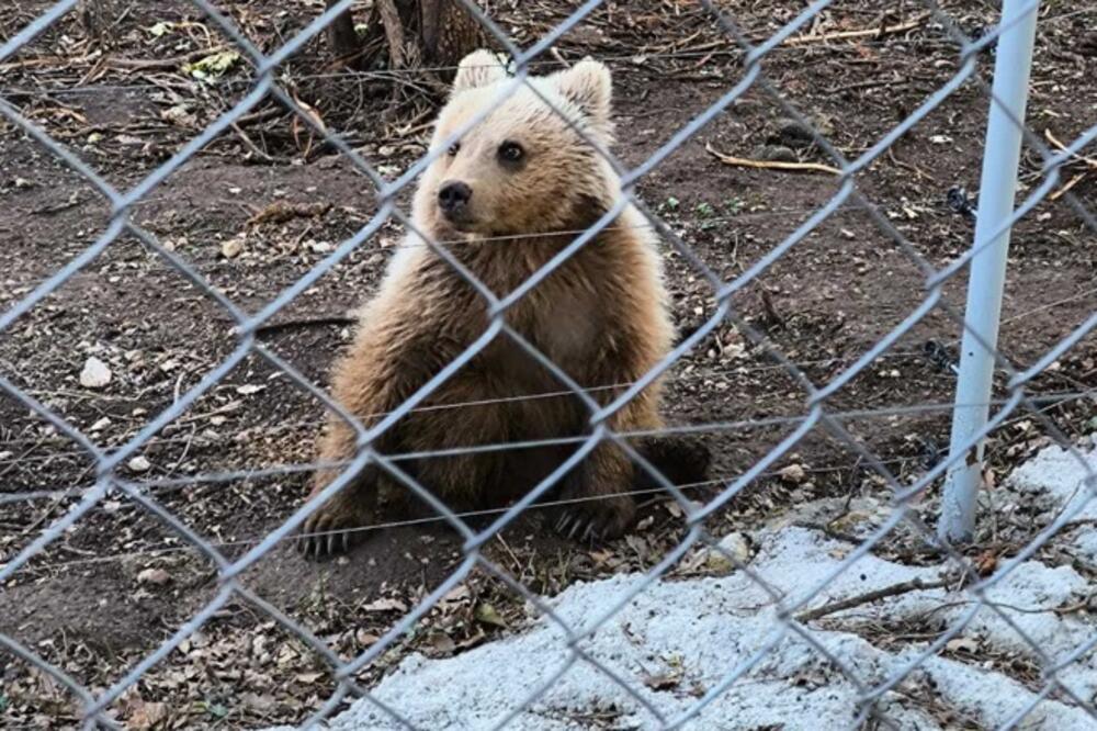 Medvjed Đuro privremeno je zbrinut, Foto: Četiri šape
