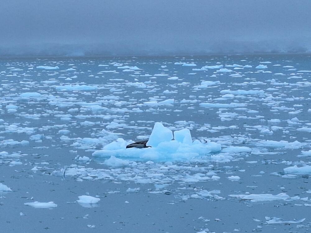 <p>Prva crnogorska naučnica koja je boravila i istraživala na području dalekog kontinenta na južnoj hemisferi o ljepoti divljine koja oduzima dah, solidarnosti među istraživačima, ali i o pronađenoj mikroplastici koja ne daje nadu da će taj do sada nezagađeni dio planete takav i ostati</p>