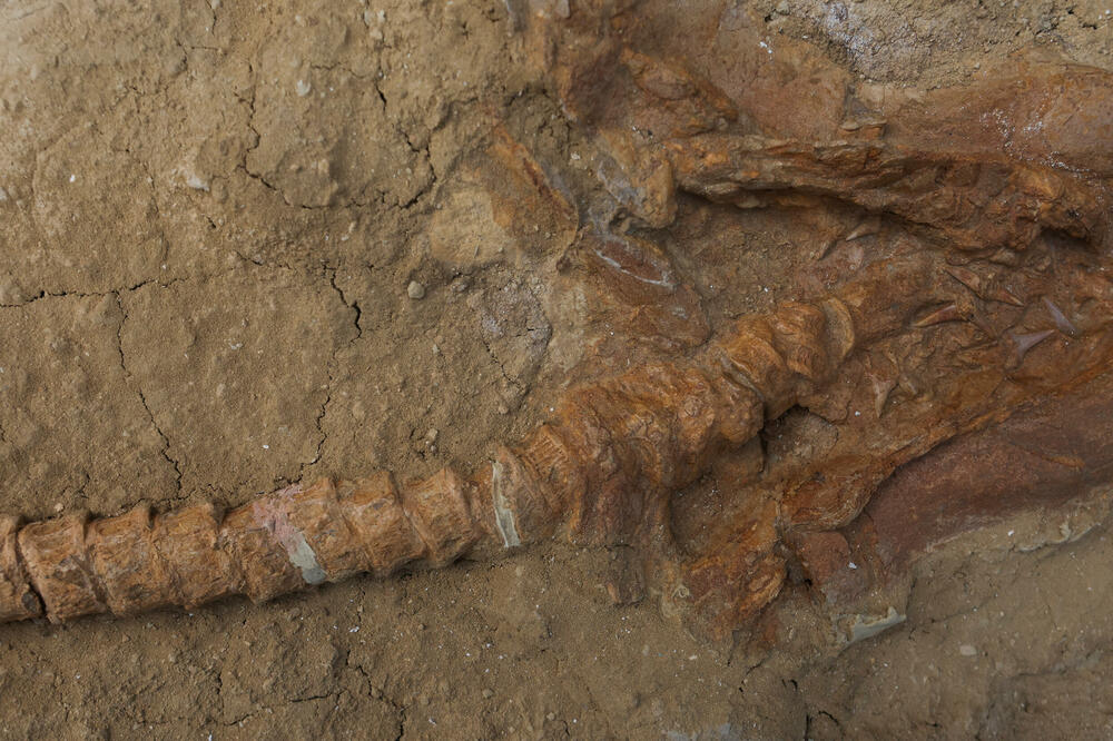 Fosil predka velike bijele ajkule, Foto: REUTERS