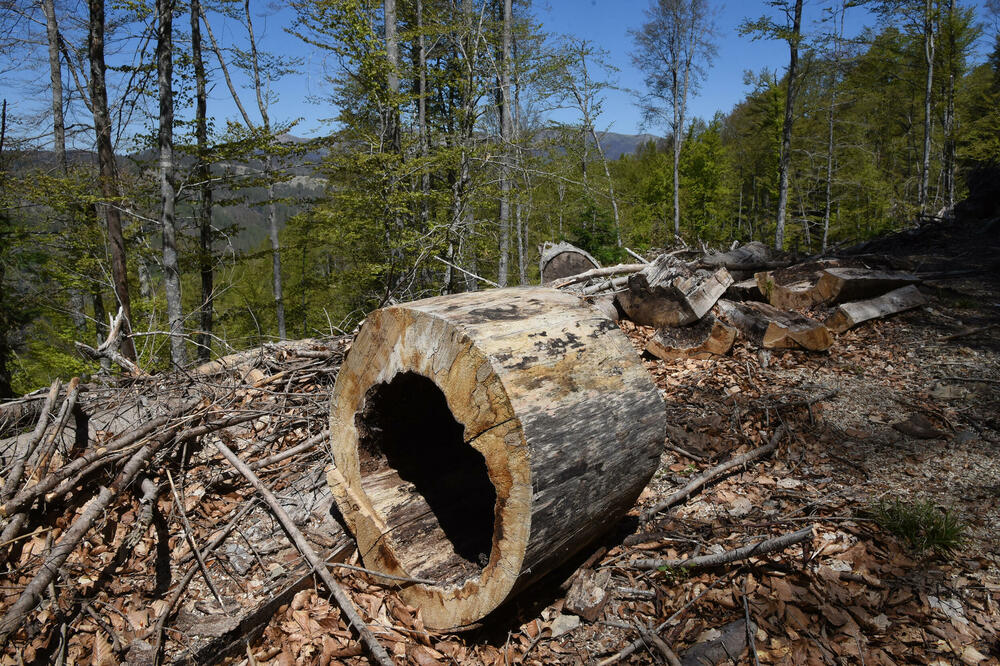 Nelegalna sječa rasprostranjena (Ilustracija), Foto: Luka Zekovic