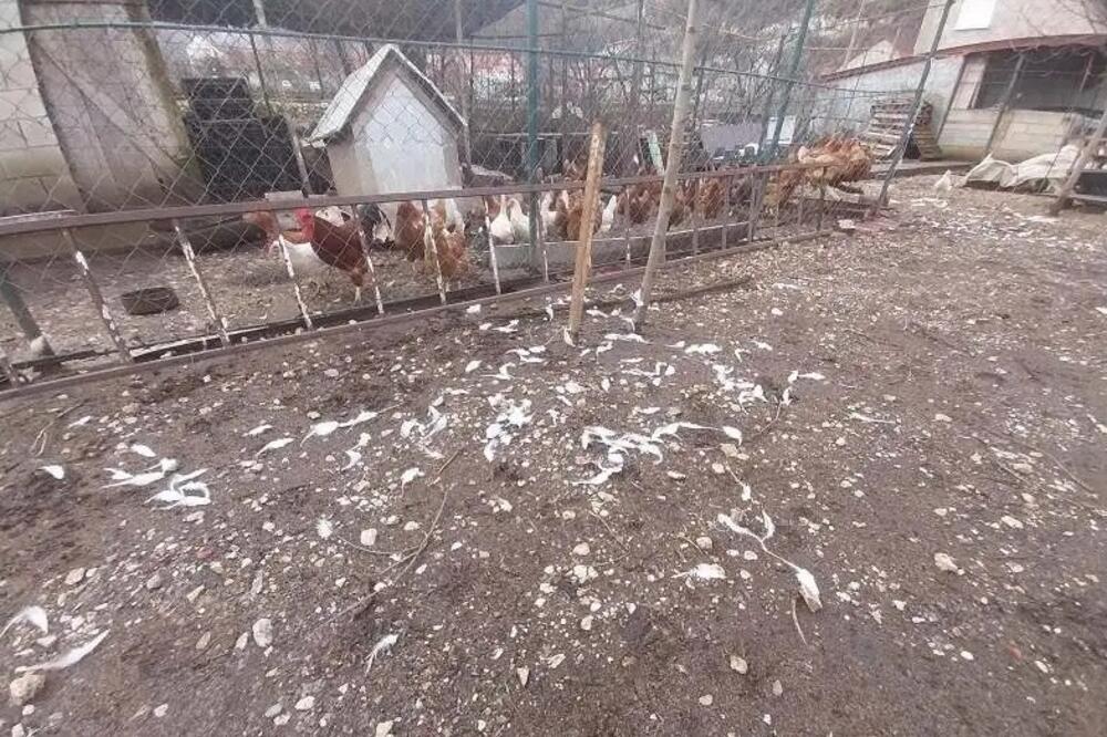 Šteta uzrokovana zbog pasa lutalica, Foto: Krsto Martinović