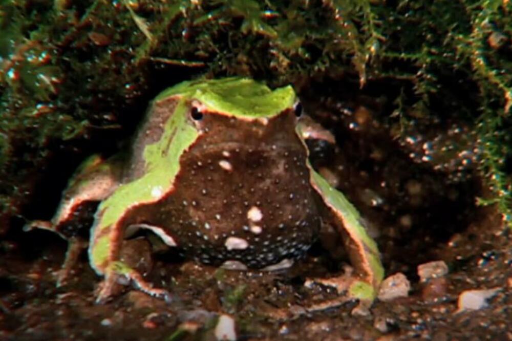 Južna Darvinova žaba, Foto: Printscreen/YouTube/NationalGeographic
